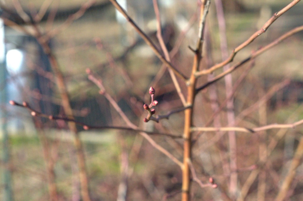 Blueberry Buds in Winter | Journey with Jill