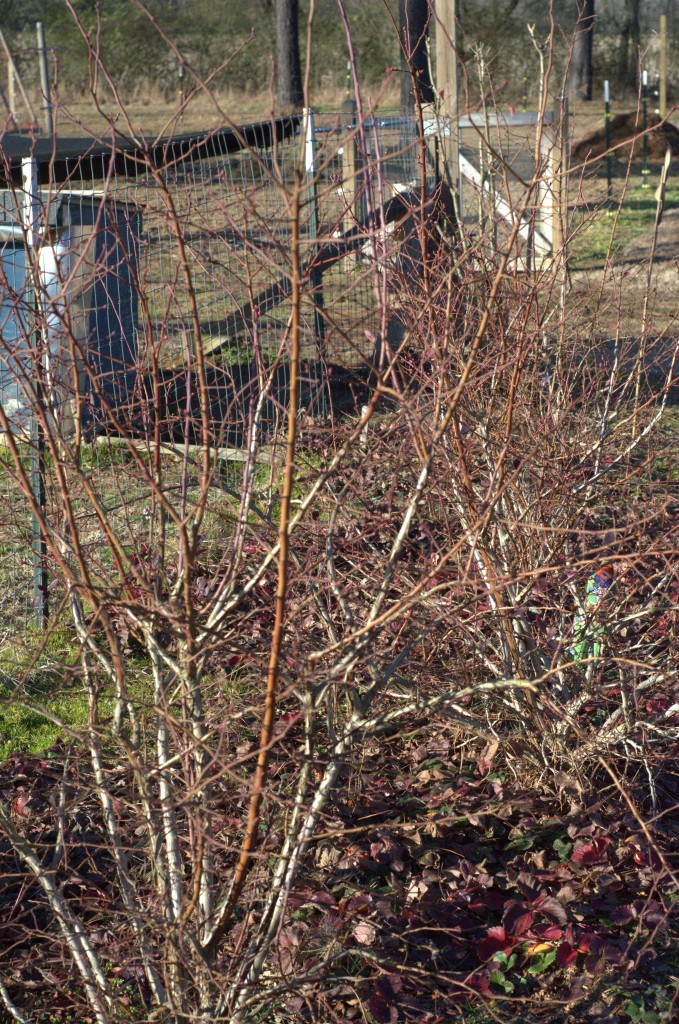 Blueberry Bushes Beginning to Bud | Journey with Jill