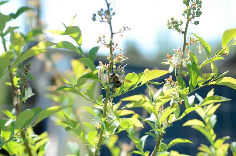 Bees on Blueberries | Journey with Jill