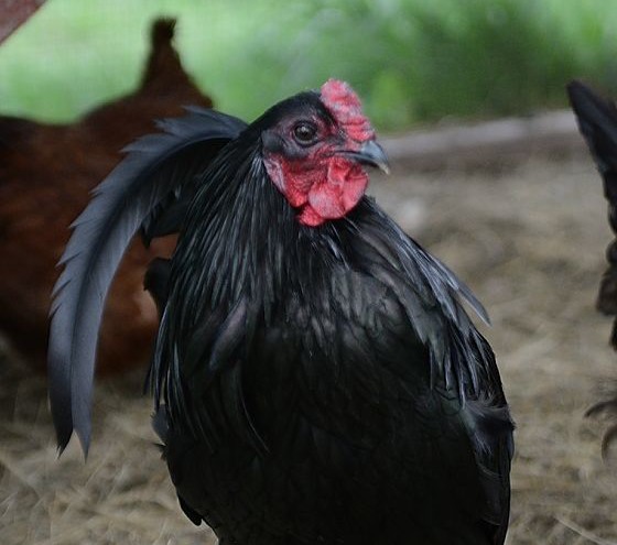 Blackie the Rooster | Journey with Jill